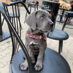 A Kalite Blue Cane Corso Yavrularım