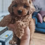 Orijinal Maltipo Yavrularımız