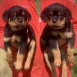 Muhteem Kan Hattna Sahip Rottweiler Yavrular