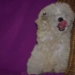 Maltese Terrier Yavrularımız