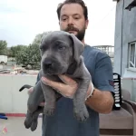 Safkan Irk Garantili Cane Corsa Bebekler