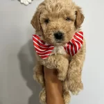 Harika Guzellikte Maltipoo Yavrularımız