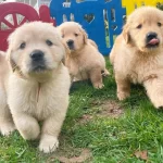Irk Ve Saglık Garantili Golden Retriever Yavrularım