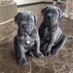 Dev Cocuklar Blue Cane Corso Yavruları