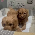 Poodle Yavrudan Farksız Efsane Maltipoo