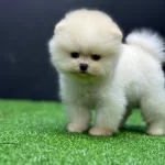 Irkının En Kaliteli Yavruları