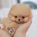 Irkının En Kucuk Boyutu