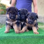 Irk Ve Saglık Garantili Dusuk Bel Alman Kurdu Yavrularım