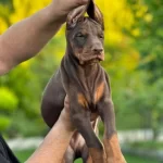 Kızıl Siyah Irk Ve Saglık Garantili Doberman Yavrular
