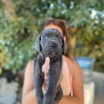 Blue Siyah Irk Ve Saglik Garantili Cane Corso Yavrularım