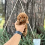 Orijinal Toy Poodle Bebekler