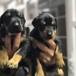 Safkan Doberman Yavrularımız