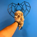 Orijinal Irk Ve Saglik Garantili Maltipoo Bebekler