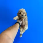 Oyuncak Bebek Toy Poodle Bebekler