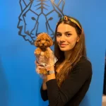 Red Brown Boyutlari Garantili Toy Poodle Yavrularımiz