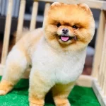 100 Irk Garantili Ayı Surat Pomeranian Boo Yavrularım