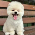 Fark Yaratacak Kalitede Ayı Surat