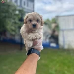 Sempati̇k Malti̇poo Bebekler