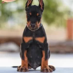 Durusunda Asalet Olan Doberman Yavrularım