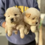 Ayı Surat Chow Chow Bebeklerim