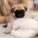 Pug Mops Yavrularımız