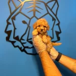 Oyuncak Surat Toy Poodle Bebeklerimiz