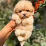 Kore Maltipo Teddy Surat