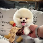 Teddy Boo Pomeranian Yavrularımız