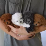 Tum Renk Ve Boyut Secenegiyle Orijinal Yavrular