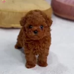 Ozel Safkan Yavrularımız Gelmistir