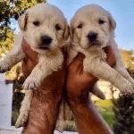 En Sadik Dostunuz Golden Bebekleri̇m