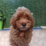 Marul Kafalı Maltipoo Yavrularım