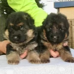 Düşük Bel Alman Kurdu Yavrularım