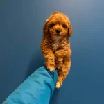 Ori̇ji̇nal Irk Ve Sağlik Garanti̇li̇ Malti̇poo