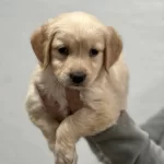 Safkan Golden Retriever Yavrularımız