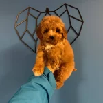 Red Irk Ve Saglik Garantili Maltipoo Bebekler