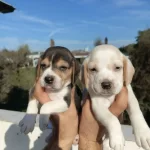 Dünyalar Tatlisi Beagle Yavrularım
