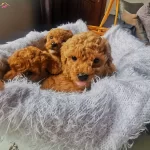 Tea Cup Kore Kanı Orjınal Anne Altından Maltipoo