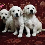 Safkan Golden Retriever