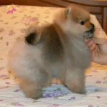 Safkan Irk Garantili Pomarianan Boo Yavruları