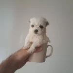 En Minik Malteselerimiz