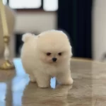 Mukemmel Karbeyaz Pomeranian Boo