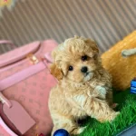 Kore Teddy Babyface Maltipoo Yavrularımiz