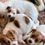 Jack Russel Bebekleri̇mi̇z