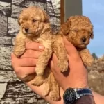 Kıvırcık Tuylu Kanis Yavrumuz