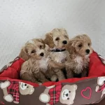 Ev Uretimi Saglık Garantili Maltipoo Yavrularımız