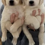 2 Aylık Golden Bebeklerimiz