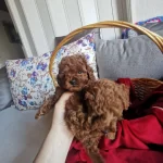 Anne Altından Red Brown Kore Poodle Tea Cup