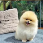 Nese Kaynagı Pomeranian Boo Yavrularımız