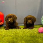 Renk Renk Labrador Yavruları